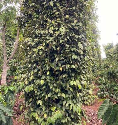 Chủ cần bán Khác 3200m² Xã Ea Ktur, Huyện Cư Kuin, Đắk Lắk