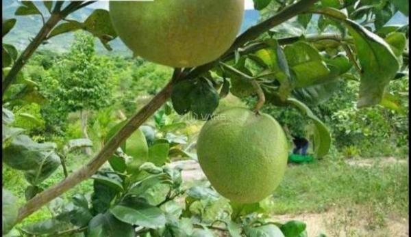 Bán Khác 1200m² Gia Kiệm Thống Nhất Đồng Nai Xã Gia Kiệm, Huyện Thống Nhất, Đồng Nai