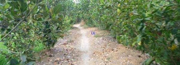 Chủ cần bán Khác 12000m² Xã Ba Sao, Huyện Cao Lãnh, Đồng Tháp