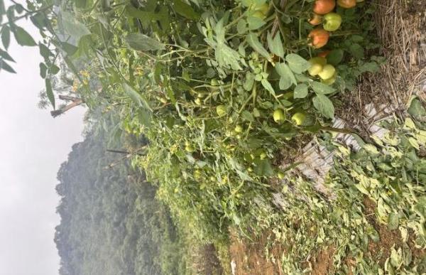Bán Khác 6000m² 5 Xã Tú Sơn, Huyện Kim Bôi, Hòa Bình