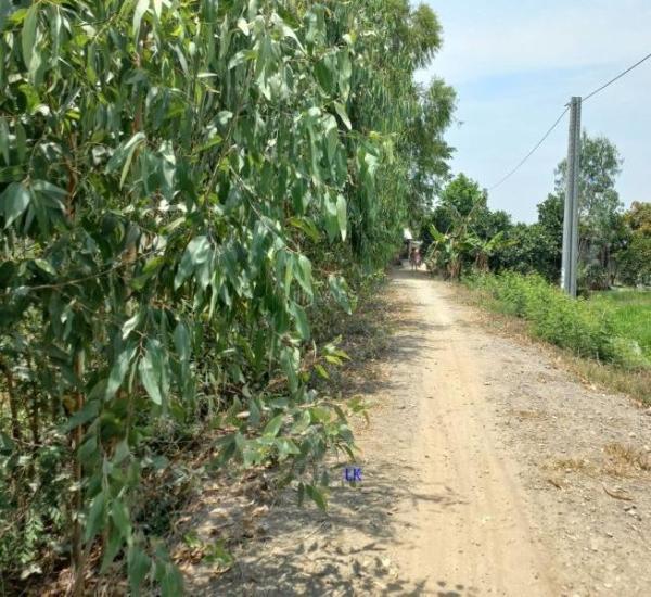 Cần bán Khác 3000m² Xã Tân Hội Trung, Huyện Cao Lãnh, Đồng Tháp