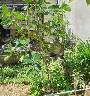 Bán Nhà trong hẻm 276m² Hòa An, Huyện Phú Hoà, Phú Yên, -- Dự án -- Xã Hòa An, Huyện Phú Hòa, Phú Yên