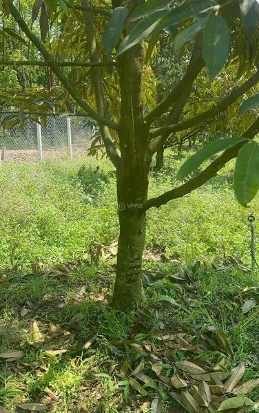 Cần bán Khác 20000m² Xã Tân Hội, Huyện Tân Châu, Tây Ninh