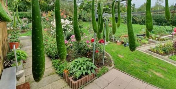 Cần bán Đất nền riêng lẻ 316m² Quốc Lộ 14B, Xã Hòa Phong, Huyện Hòa Vang, Đà Nẵng