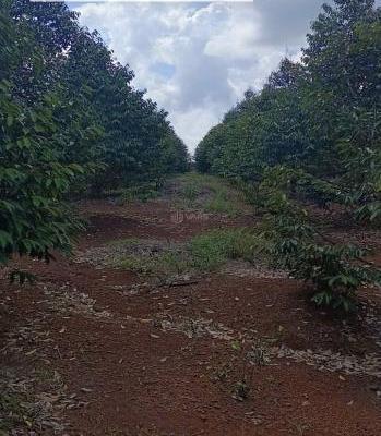 Bán Khác 10700m² sông nhạn Xã Sông Nhạn, Huyện Cẩm Mỹ, Đồng Nai