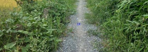 🔰 Bán đất lúa: 1.477m² (29m x 51m) 🔰 Đường 🏚️ đá xe máy, xã Tân Hội Trung