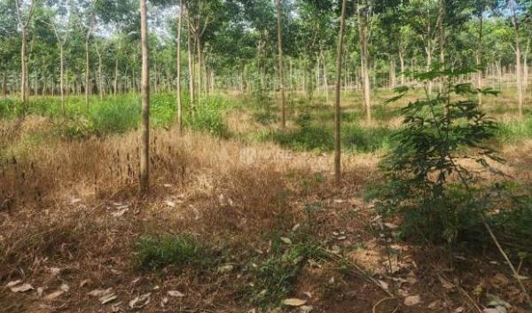 Cần bán Đất nền riêng lẻ 11000m²