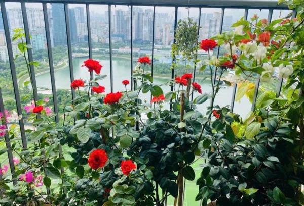 Bán 2pn - vinhomes d capitale, trục đẹp view hồ 🏡 tòa c6 mát rượi