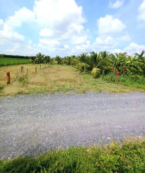 💎 Bán cặp nền đất (8 x 52m) xây nhà vườn đường xe tải xã 🏚️ Thạnh Nhựt gần chợ Bình Tây