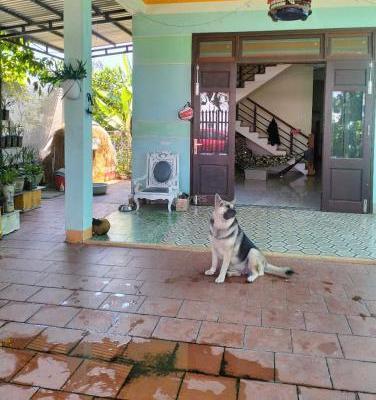 ♪ Nhà Sân Vườn, đường Ô tô có 🏡 Lề, TX Điện Bàn, 200m2, cách Biển 4 phút, nhỉnh 2 tỷ