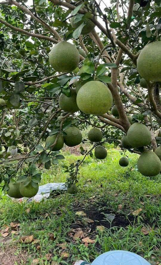 Cần bán Đất nền riêng lẻ 1000m²