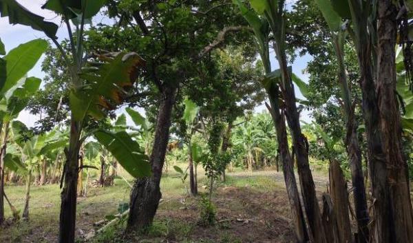 🏞️ Cực Phẩm Vườn Sầu Riêng Gần Đà Lạt – Có Suối Chảy – Mặt Tiền 🏣 Quốc Lộ!