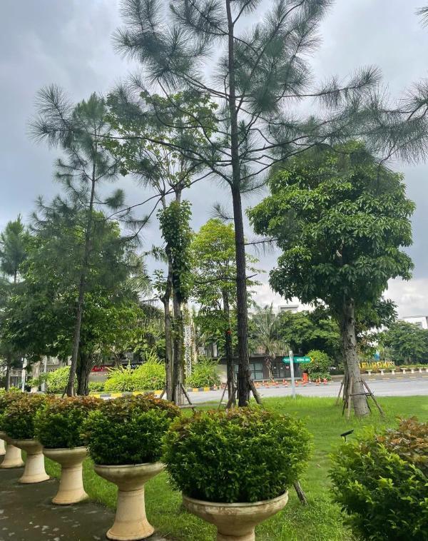 Chủ cần bán Biệt thự nghỉ dưỡng 225m²