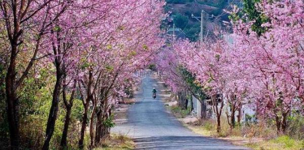 Bán nhà riêng tại Lý Nam Đế, ☘ Phường 8, Đà Lạt, Lâm Đồng, chỉ với 13 tỷ VND, 222.6 m2