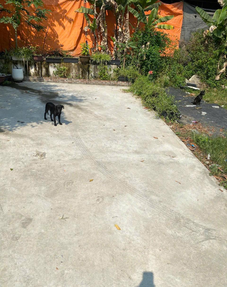 Hình ảnh 4