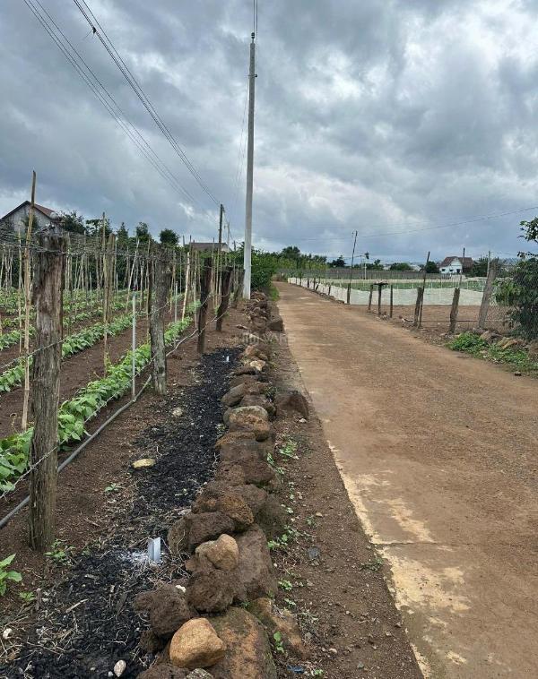 Bán nhanh trong 3 ngày, lô đất gần 🔥 200m2, giá chỉ 650 triệu ngay đức trọng