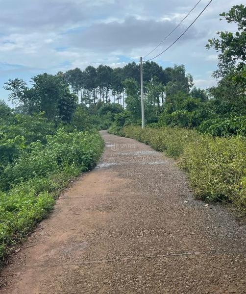 CẦN 👍 BÁN 1 SÀO LÁNG LỚN - CHÂU ĐỨC ( XUYÊN MỘC - BRVT )/ GIÁ RẺ
