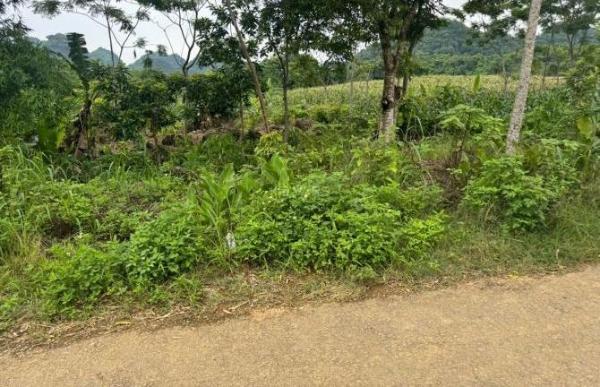 Chủ cần bán Trang trại, nhà vườn 6000m²