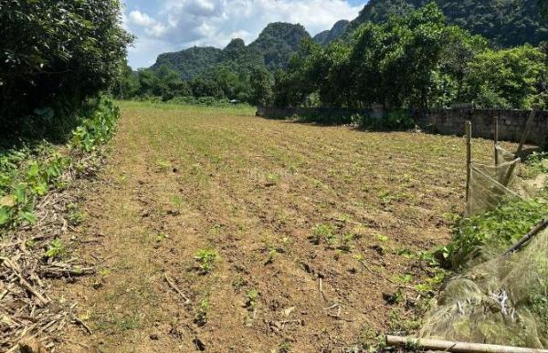 Chủ cần bán Đất nền riêng lẻ 770m²