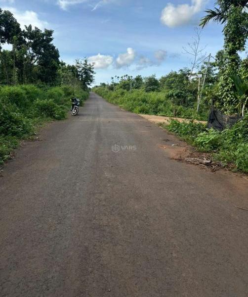 🌳🌳🌳 Bán 8 sào ca phê 🏘️ sầu riêng Phường Tân lập mới 🌳🌳