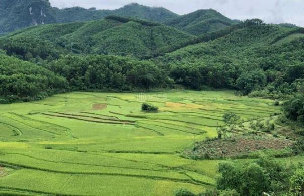 Chính chủ em bán 🆘 5000m2 đất view hồ, cánh đồng lúa xanh ngát tại Đú Sáng Kim Bôi, Hòa Bình