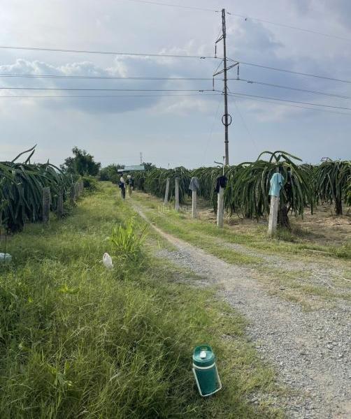 Bán đất Thanh Long cách Phan Thiết 16km, ngay trạm thu phí Sông Phan, dt 🏚️ 15500
