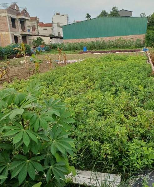 Bán đất phân lô tại Cửu Cao,Văn ☘ Giang ,Hưng Yên