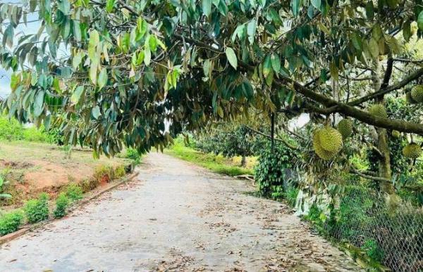 Cần bán Khác 4000m²