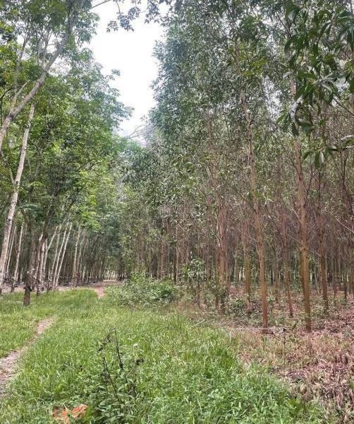 1,1 mẫu 🆘 đất trồng keo Thạnh tây, Tân Biên, Tây Ninh