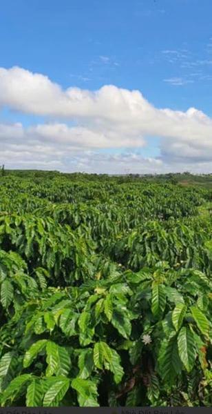 Bán đất vườn 6 mẫu – View đồi đẹp – Hẻm 💥 đường Blaosire, xã Đại Lào, TP Bảo Lộc – Chỉ 4.2