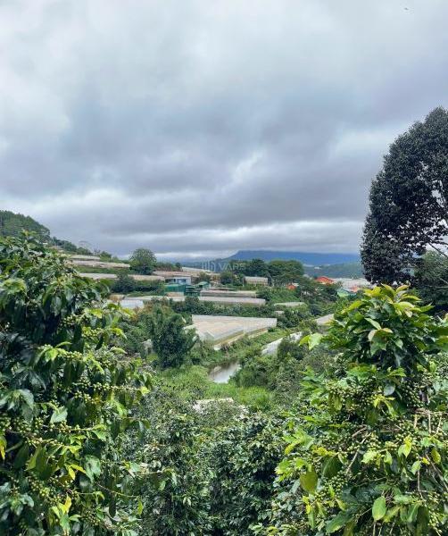 BÁN LÔ GÓC 2MT 3800M2 NGUYỄN ĐÌNH 🏡 QUÂN P.CAMLY VIEW RỪNG THÔNG, THUNG LŨNG. ĐL