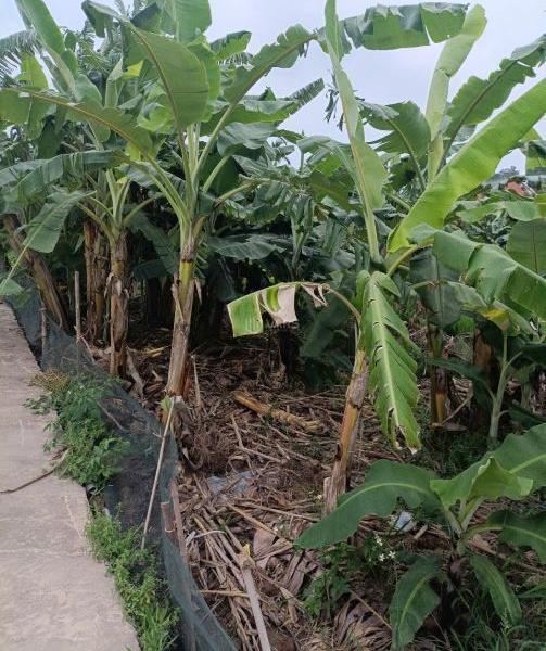 Chủ cần bán Đất nền riêng lẻ 45m²