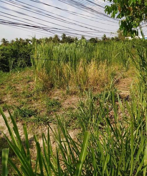 BÁN 392M2 ĐẤT MẶT TIỀN ĐƯỜNG ẤP 10 XÃ LƯƠNG HOÀ, BẾN LỨC, 🌊 LONG AN, CHỈ 2,2 TỶ
