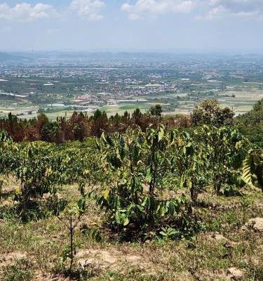 Bán Đất nền riêng lẻ 11000m²