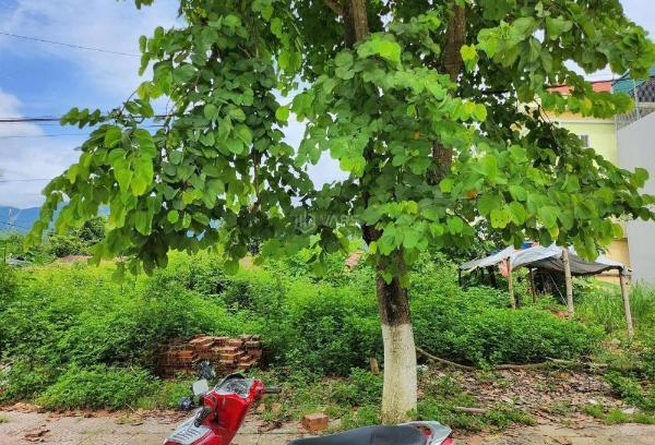 Bán Đất nền riêng lẻ 100m²
