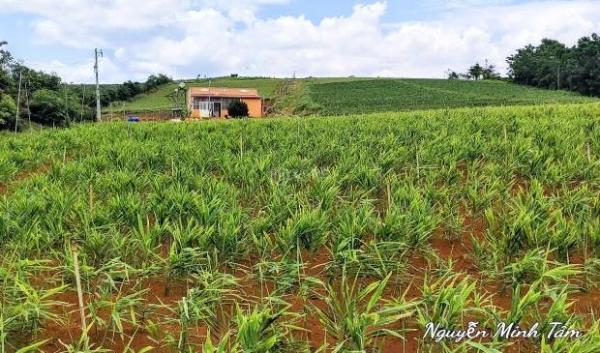 Chính chủ cần bán Farm 50.000m2 💥 tại xã Tà Năng,tỉnh Lâm Đồng,giá 15 tỷ TL