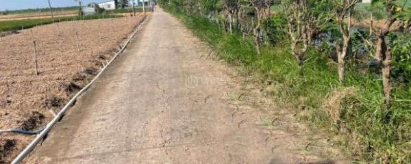 1000m2 đất nền, 👍 bêtông ôtô gần Chợ Tân Điền, Gò Công Đông,TG (nay thuộc xã Tân Điền, ĐThap