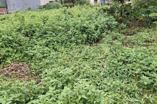 Bán Đất nền riêng lẻ 92m²