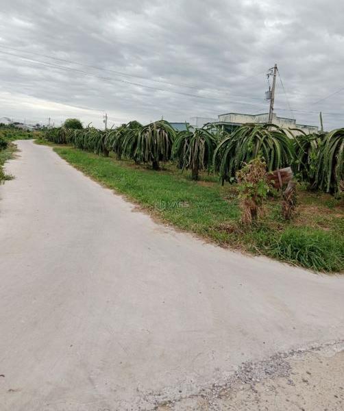 Bán 5300m2 có sẵn 300M2 thổ cư, 2 mặt tiền đường betong 🏡 Hàm Mỹ