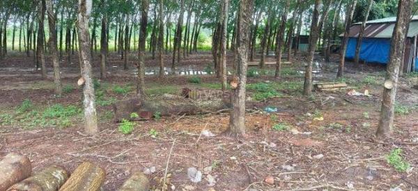 Bán Đất nền riêng lẻ 1240m²
