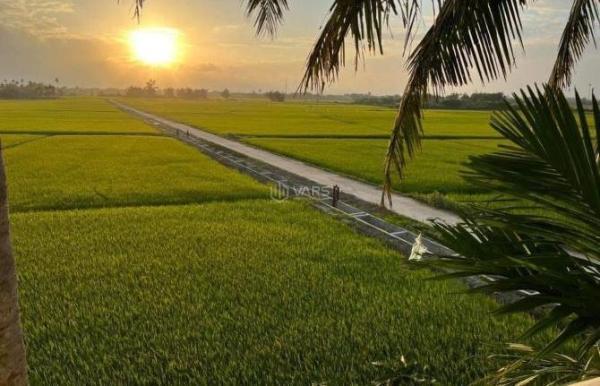 NHỈNH 10 TỶ 🌾 CHÍNH CHỦ BÁN NHANH LÔ ĐẤT 1000M2 VIEW LÚA, DỪA NƯỚC – CẨM THANH, HỘI AN 🏘️ 🌿