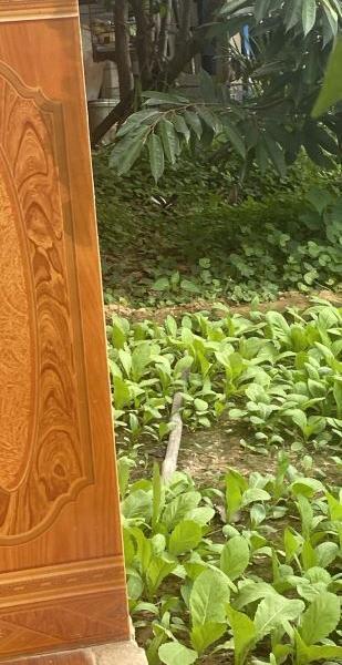 Chủ cần bán Đất nền Dự án 118m²