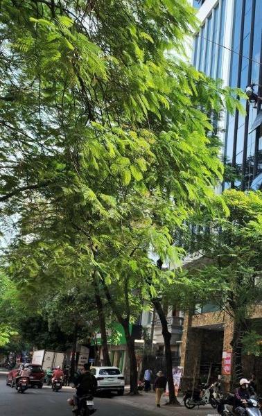 Mặt 🏦 phố Ngụy Như Kon Tum 72m² xây 8 tầng, hầm, MT8m, GPXD, PCCC đầy đủ giá 68 tỷ.