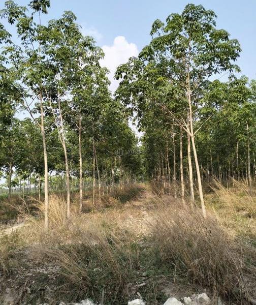 2,9 mẫu đất cao su 4 năm tuổi Thạnh Tây, Tân Biên Tây Ninh cách chợ Tân Biên 🏬 4km