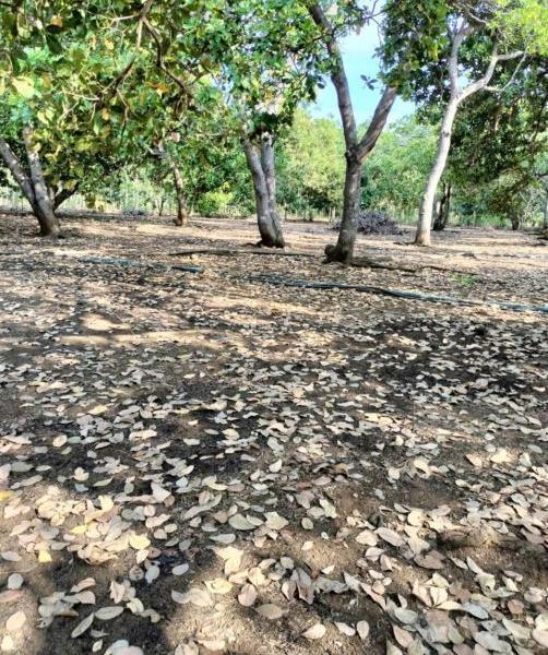 Chủ cần bán Đất nền riêng lẻ 48000m²