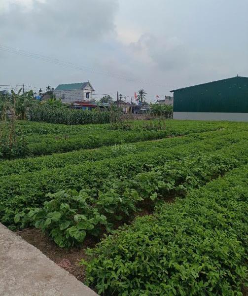 Bán đất trang trại VAC- Hồng Minh,giá rẻ,tiềm năng sinh 🆘 lời cao,DT:20900m,Giá:3.5 tỉ