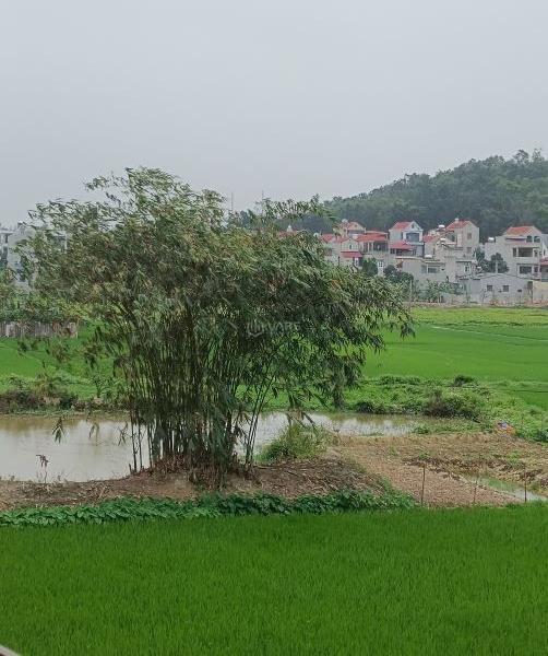 CẦN BÁN LÔ ĐẤT NHÀ 🏘️ VƯỜN, BÊ TÔNG RỘNG 5,5M