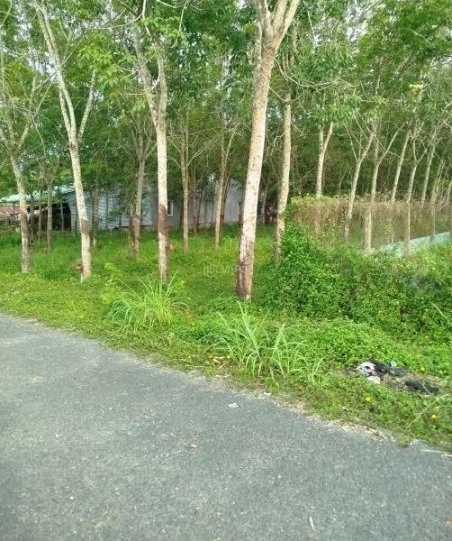 Chủ cần bán Đất nền riêng lẻ 1100m²