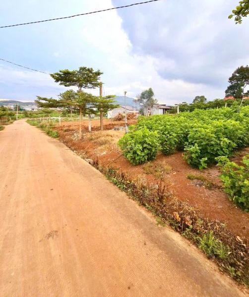 Bán gấp 10x30m Đất tại Đức Trọng , 👍 Lâm Đồng