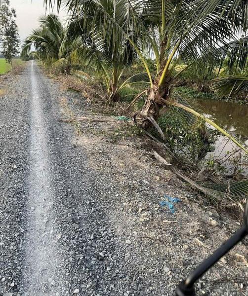 5652m2 🏚️ đất lúa view kênh ấp 2 tân thành_Thủ Thừa 550 triệu/1000m2 giá rẻ